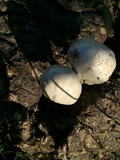 Panaeolus antillarum image