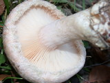 Lactarius pubescens var. betulae image
