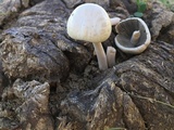 Panaeolus antillarum image