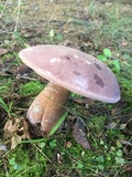 Tylopilus rubrobrunneus image