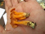 Cantharellus ignicolor image