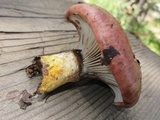 Gomphidius glutinosus image
