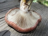 Gomphidius glutinosus image