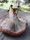 Gomphidius glutinosus image