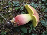 Lanmaoa pseudosensibilis image
