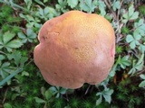 Lanmaoa pseudosensibilis image