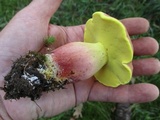 Lanmaoa pseudosensibilis image