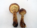 Hemistropharia albocrenulata image