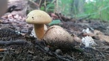 Pseudoboletus parasiticus image