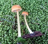 Entoloma unicolor image