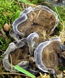Phellodon niger image