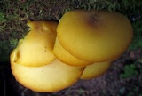 Tricholomopsis decora image