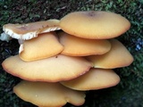 Tricholomopsis decora image