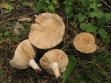 Lactarius fumosus image