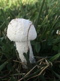 Amanita thiersii image