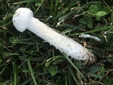 Amanita thiersii image