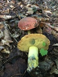 Boletus subluridellus image