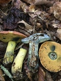 Boletus subluridellus image