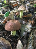 Boletus subluridellus image
