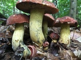 Boletus subluridellus image