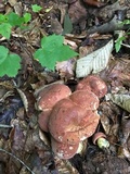 Boletus subluridellus image