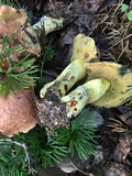 Boletus subluridellus image