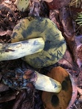 Boletus subluridellus image