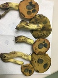 Boletus subluridellus image