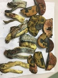 Boletus subluridellus image