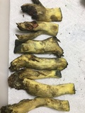 Boletus subluridellus image