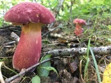 Boletus pallidoroseus image