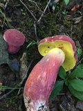 Boletus pallidoroseus image