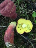 Boletus pallidoroseus image