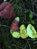 Boletus pallidoroseus image