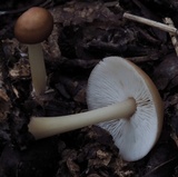 Rhodocollybia butyracea image