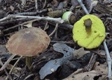Aureoboletus innixus image