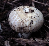 Russula crustosa image