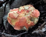 Gyroporus ballouii image