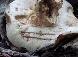 Tylopilus balloui image