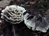Thelephora vialis image