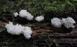 Ceratiomyxa fruticulosa var. fruticulosa image