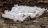 Ceratiomyxa fruticulosa var. fruticulosa image