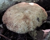 Tylopilus sordidus image