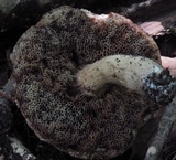 Tylopilus sordidus image