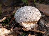 Lycoperdon curtisii image