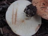 Russula compacta image