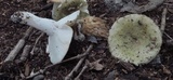 Russula heterophylla image