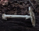 Amanita brunnescens image