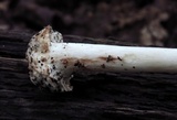 Amanita brunnescens image