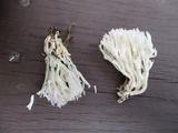 Ramariopsis kunzei image